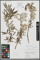 Foto von Salix viminalis L.